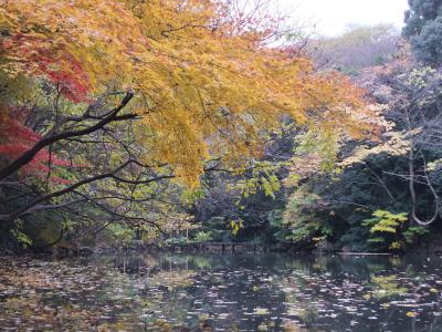 美術にぶるっ！　三四郎池はモネの庭