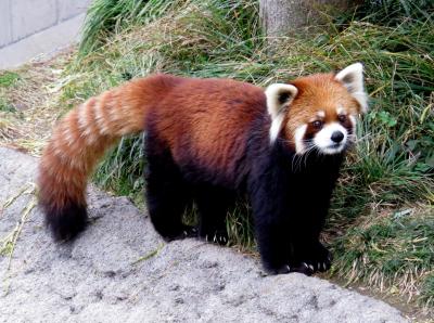 晩秋のレッサーパンダ紀行【１０】 王子動物園　お目当ての赤ちゃんカバ 出目太君には会えず・・・代わりと言ってはなんですが東国原さん