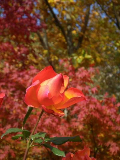 紅葉と冬バラの競演−−氷点下に競う女神たち