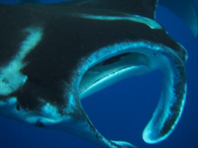 2012 沖縄 弾丸ダイビング旅行!マンタシーズン中の久米島で潜ってきました