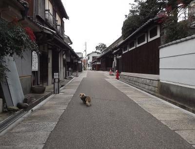 富田林寺内町をちょこっとお散歩♪withワンコ