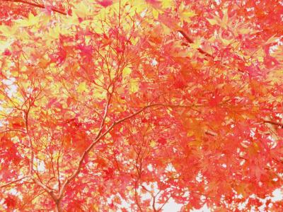 名残の紅葉～嵐山・嵯峨野～