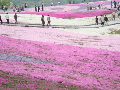 茶臼山の芝桜　　バスツアー