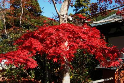 海住山寺＆正法寺の紅葉