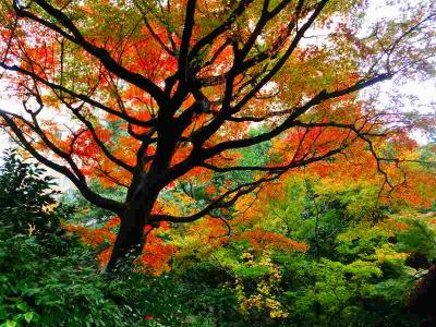 江戸川公園・椿山荘・鬼子母神・学習院大学前の紅葉