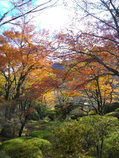 2012 素晴らしい落葉～　箱根　蓬莱園　Ｈｏｕｒａｉｅｎ　ｉｎ　Ｈａｋｏｎｅ