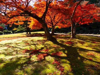 新宿御苑の真っ盛りな紅葉を見てきましたpart2