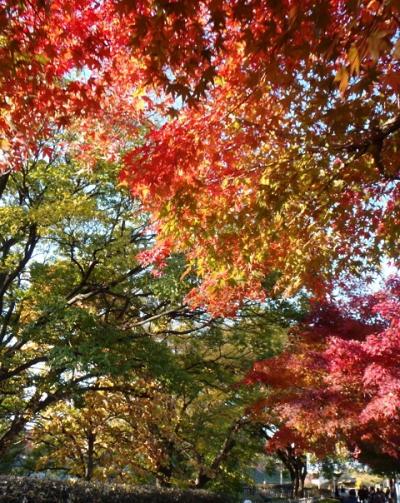 近場で紅葉を楽しもう　名城公園
