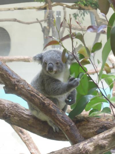 こどもを連れて電車で日帰り小旅行（多摩動物公園）