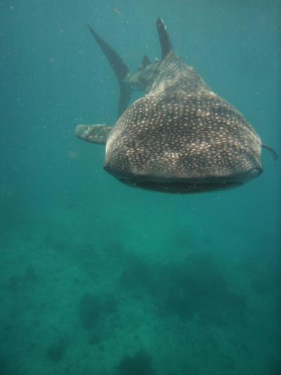 マラパスクワ アポ シキホール 再訪 その1 マラパスクワの巻