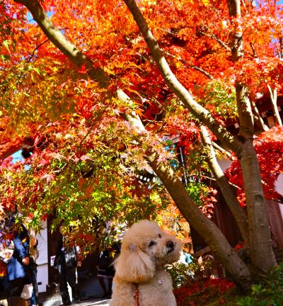 しょーきちさん 紅葉をめでる (2) 京の東山をいく