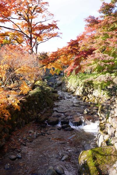 熱海梅園の紅葉