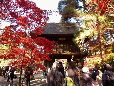 紅葉あふれる平林寺を散策