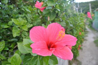 おきなわ行ってみた★ＬＣＣ（エアアジア）で、チビ連れて、ケラマブルーを見る、低予算の旅★　座間味編