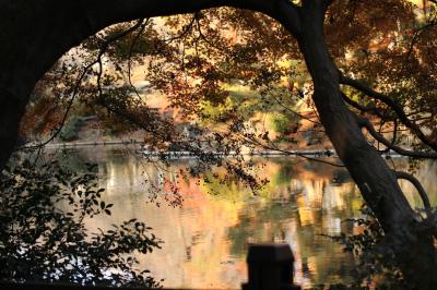 今年はマクロレンズ一本で新宿御苑の紅葉にチャレンジ！（後編）下の池で晩秋らしい哀愁の紅葉を～代わり日没までに回りきれなかった日本庭園