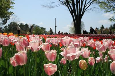 花いっぱいの昭和記念公園 2012春