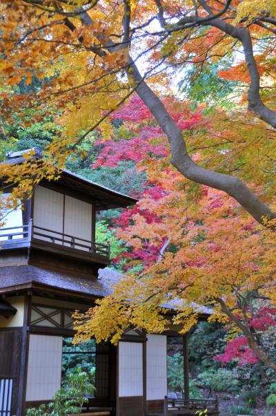 「　まにあった　横浜　三渓園の紅葉　」　2012