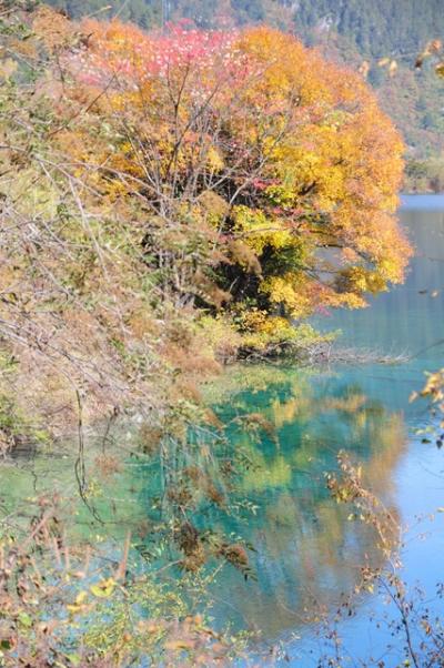 個人で行くひとり黄龍九寨溝13★晴れてきた♪紅葉映える鏡海、諾日朗滝、犀牛海！