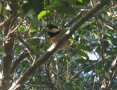 暖かな伊豆高原の緑と海（小動物溢れるつばき園から城ヶ崎へ）