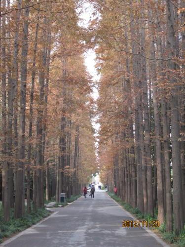 上海の羅城路・上海植物園・2012年紅葉