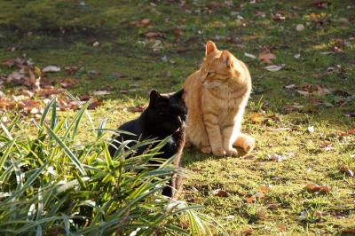 ゲートブリッジと水上バスと日比谷公園