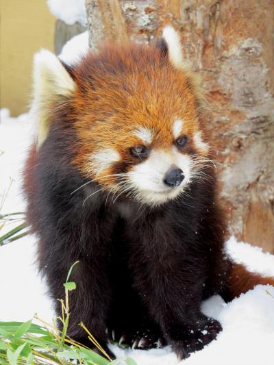 雪のレッサーパンダ紀行【２】 旭山動物園 国内最高齢！！朝朝おばあちゃん、今や旭山のエース！！栃ちゃん、そして、ノノ君はひねもすのたり・・・