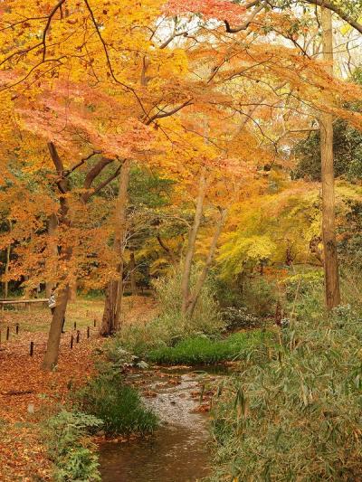 ぶらり日本の城めぐりその３９＜二条城＞と下鴨神社糺の森の紅葉　伊右衛門サロンでモーニング＆梅園で甘味を楽しむ旅