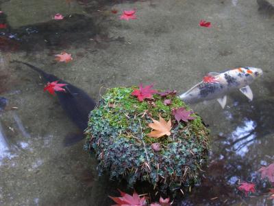 広島と岡山　1泊2日（２０１２年紅葉とイルミネーション）