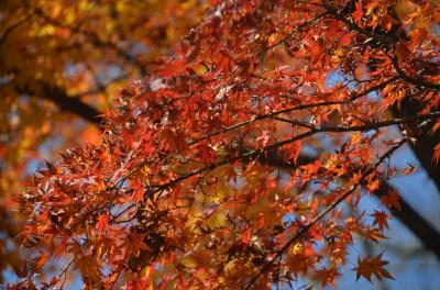 フラッと京都(2日目)