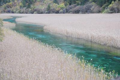 個人で行くひとり黄龍九寨溝21★旅も終わり…重慶乗継で上海へ