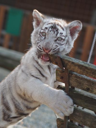 動物たちといっぱい触れ合える「しろとり動物園」～またトラに触ったよ！