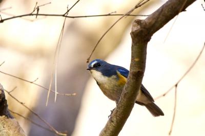 冬鳥の飛来