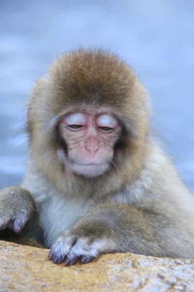 おさるの温泉・長野の地獄谷温泉へ行ってみた