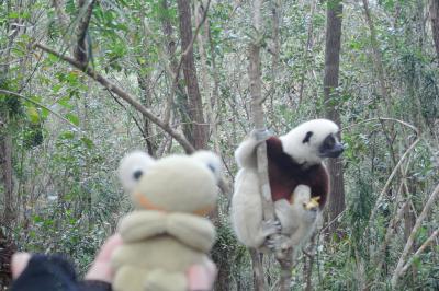 インド洋に浮かぶ不思議の島　マダガスカル周遊８日間　９