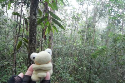 インド洋に浮かぶ不思議の島　マダガスカル周遊８日間　１０