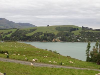 シニアのニュージーランド南島のレンタカーの旅　