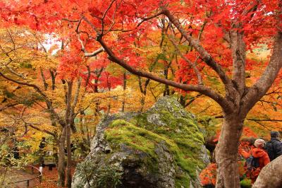 2012年11月の京都　紅葉三昧　3日目は嵐山