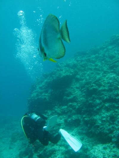 沖縄魚図鑑　～沖縄本島　真栄田・万座～　≪旅行記と言うより≫