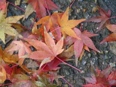 年の瀬・京都 あちらこちら