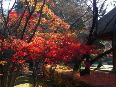 7-1：埼玉～平林寺の紅葉を見に行こう～♪