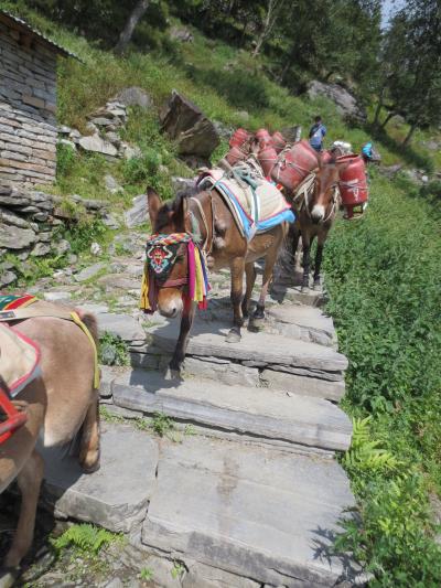 大自然満喫！ネパールの旅～ナヤプル～ガンドルン～タダパニ～　