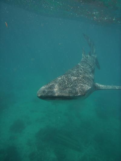 マラパスクワ アポ シキホール再訪 シキホール&オスロブ編