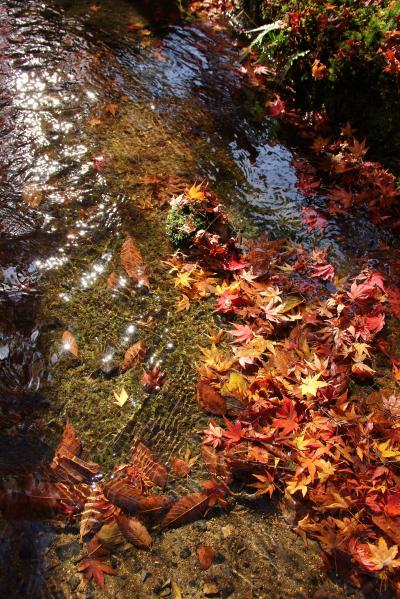 2012年11月の京都　紅葉三昧　最終日は鷹峰から