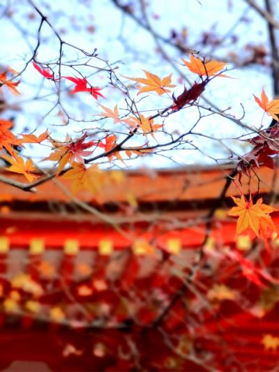 初冬の京都 ～紅葉ちる、嵐山花灯路～