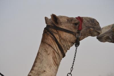エジプト記　　　②　やっぱりツイてない旅？編