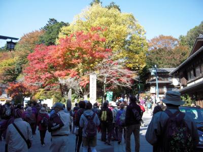 紅葉に間に合うか？