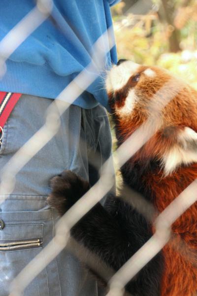 歳末レッサーパンダ詣とイルミネーション（1）羽村市動物公園（前編）レッサーパンダとフェネックやかわいい系の動物たち