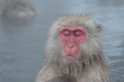 猿も人も温泉でほっこり　大正浪漫を満喫した年末信州への旅