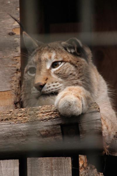 歳末レッサーパンダ詣とイルミネーション（2）羽村市動物公園（後編）シベリアオオヤマネコなど大型猛獣からほのぼの童話・昔話ランドの動物まで