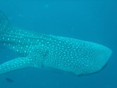 ひとり旅　第３弾　　　③　ジンベイダイブ